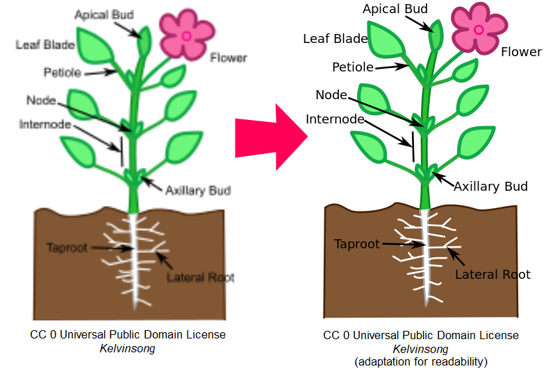 Two images of a flowering plant with pieces labeled: the first is fuzzy and out of focused, with the words "CC 0 Universal Public Domain License, Kelvinsong" beneath it. The second is a copy of the first with cleaner lines and clearer labels and the words "CC 0 Universal Public Domain License, Kelvinsong (adapted for readability) beneath.