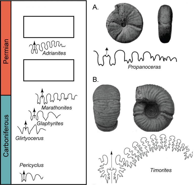 Chapter 7: Fossils – The Story Of Earth: An Observational Guide