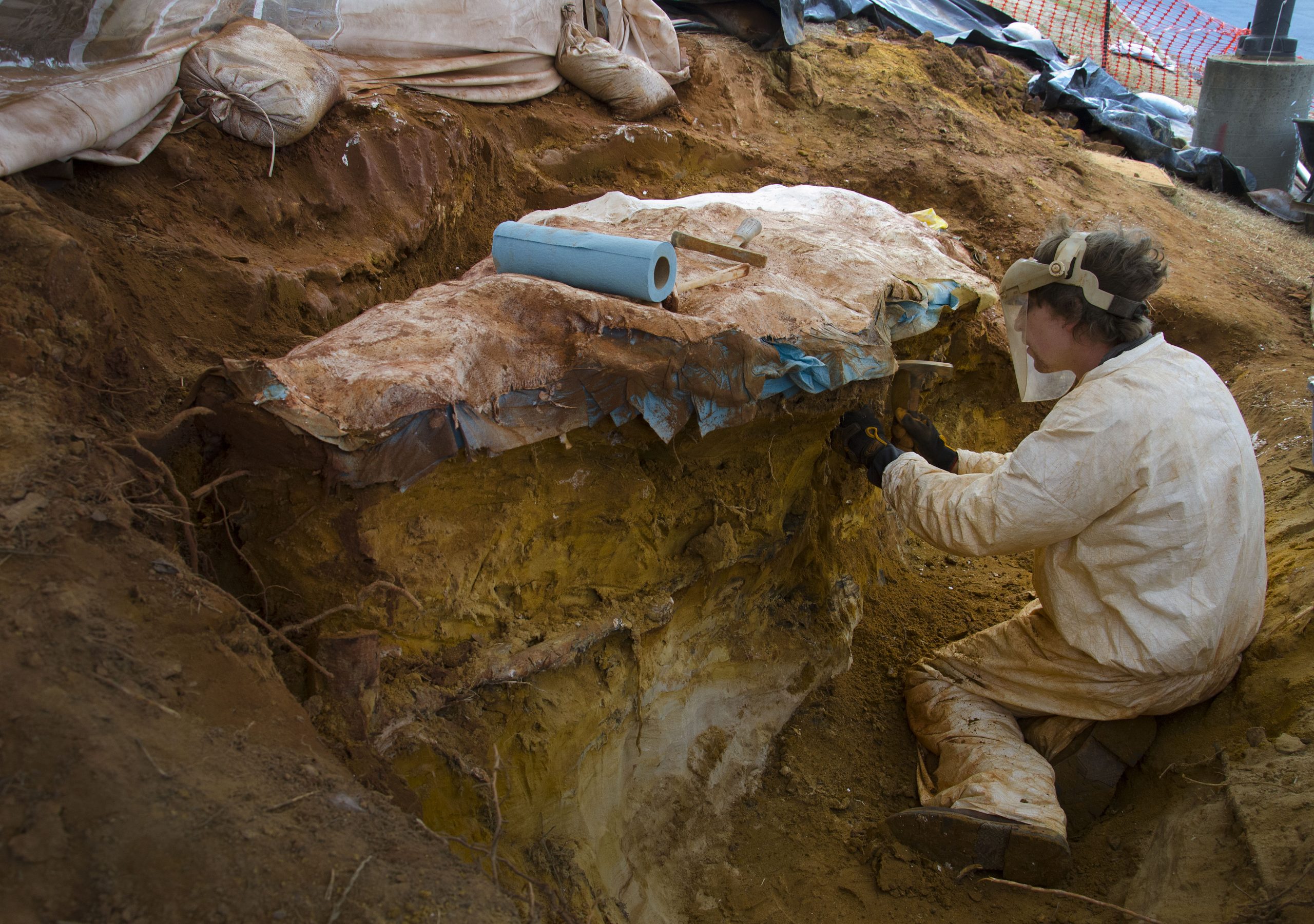 A paleontologist digs a trench and puts a plaster field jacket on large fossils