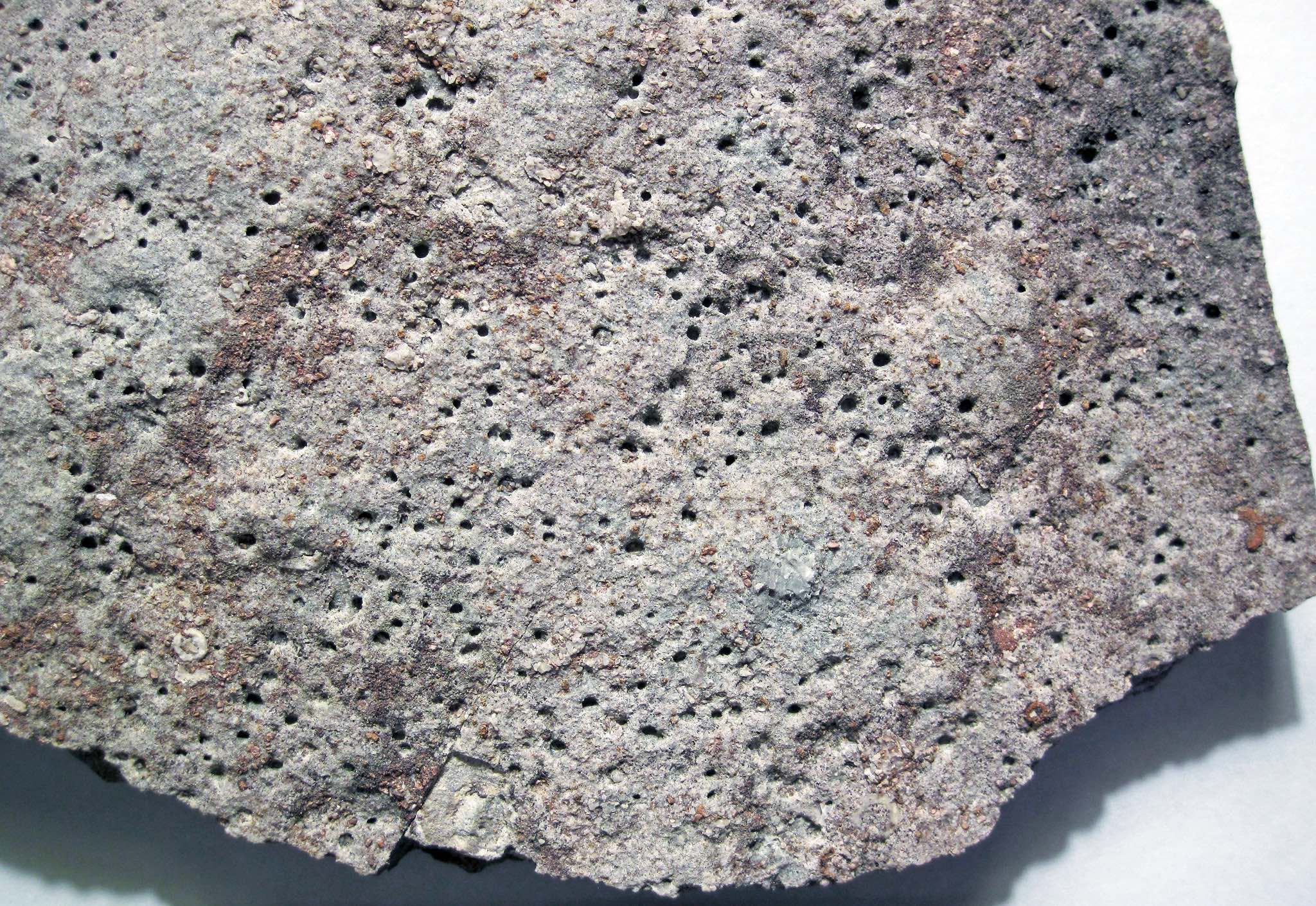 This rock has numerous circular holes, which are the Trypanites burrows.