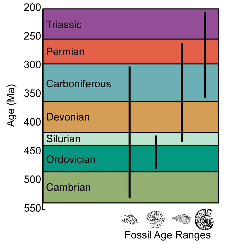 Geologic time scale shows fossil age ranges