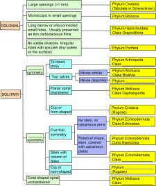 Chapter 7: Fossils – The Story of Earth: An Observational Guide