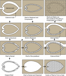 Chapter 6: Fossil Preservation – The Story of Earth: An Observational Guide