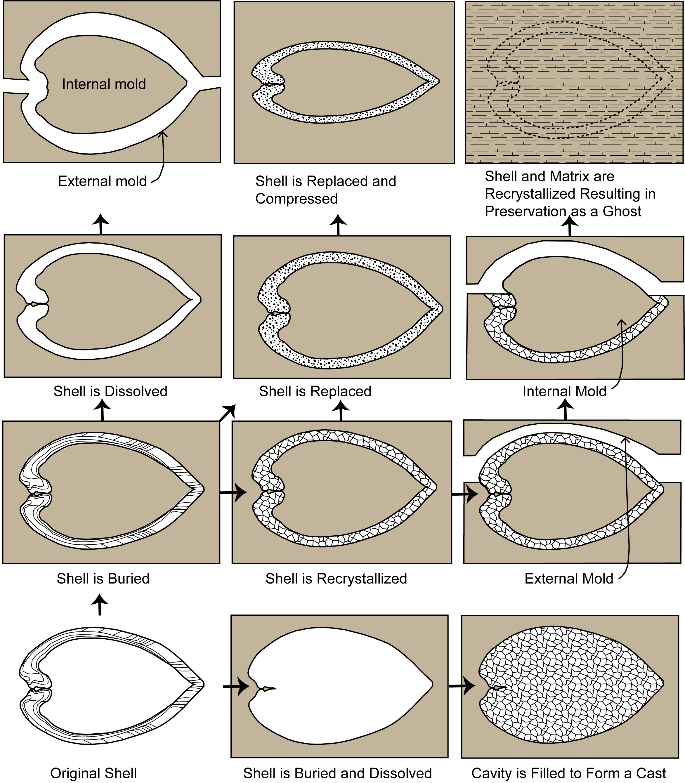 preserved remains fossils definition