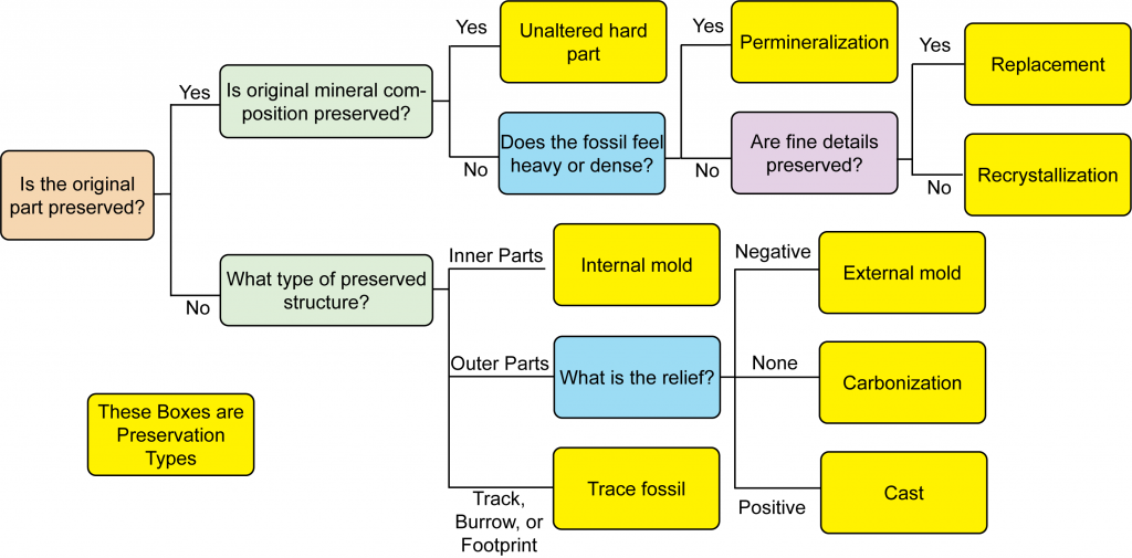 critical thinking questions about fossils