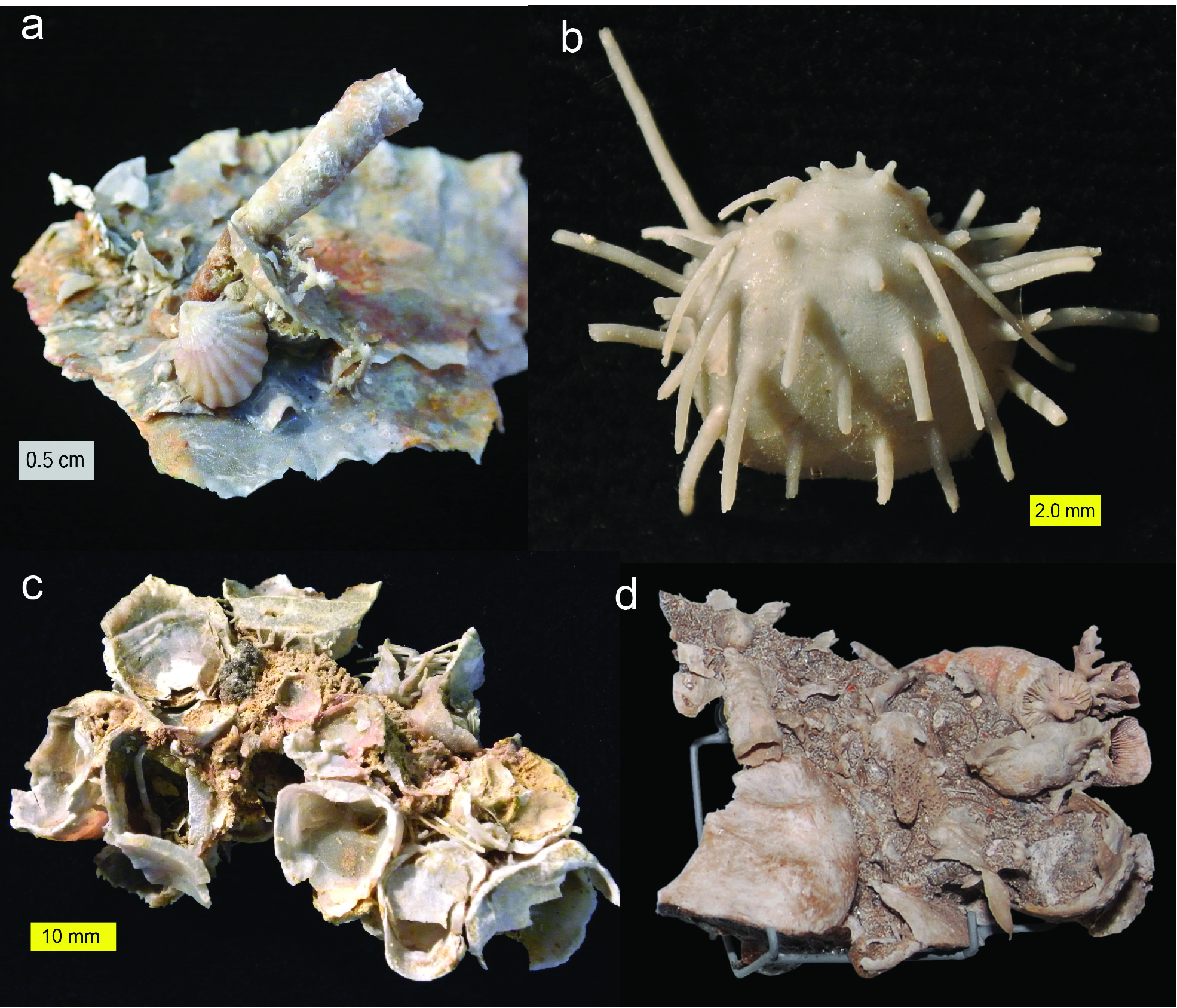 preserved remains fossils definition