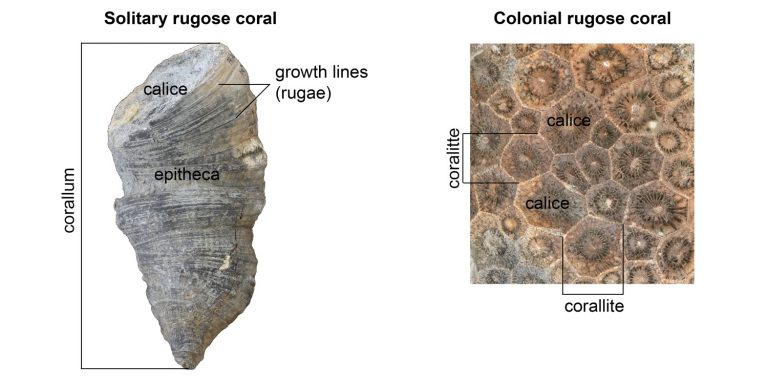 Chapter 7: Fossils – The Story of Earth: An Observational Guide