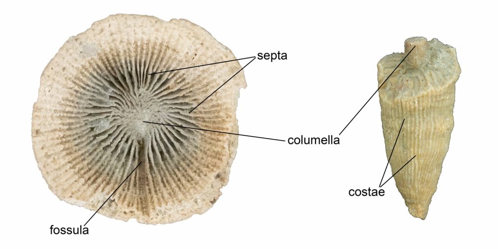 Chapter 7: Fossils – The Story Of Earth: An Observational Guide