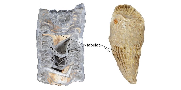 Chapter 7: Fossils – The Story Of Earth: An Observational Guide