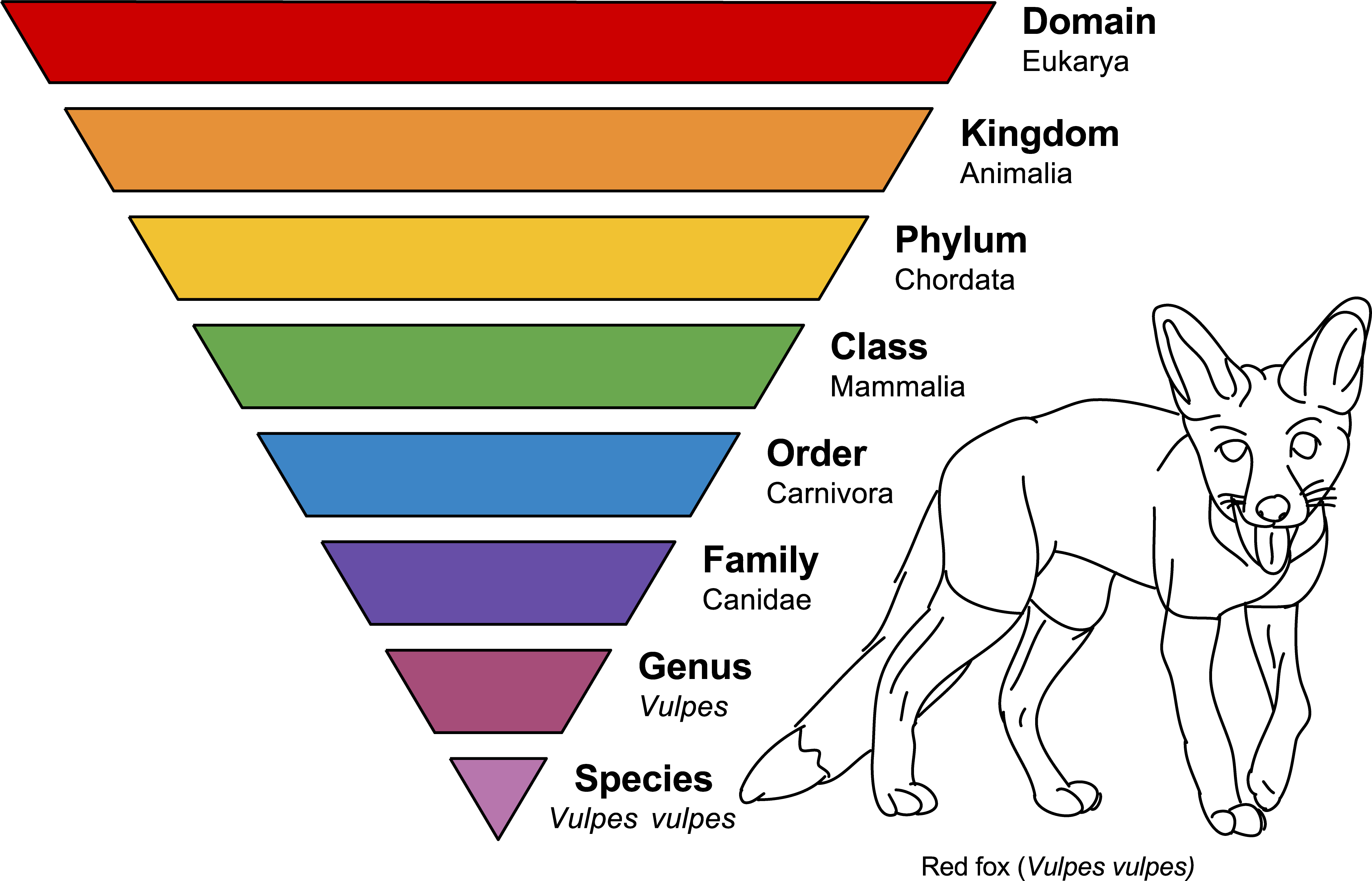 Домен таксон. Таксономический ранг. Систематика таксонов в биологии. Таксономические ранги животных. Таксономия биология.