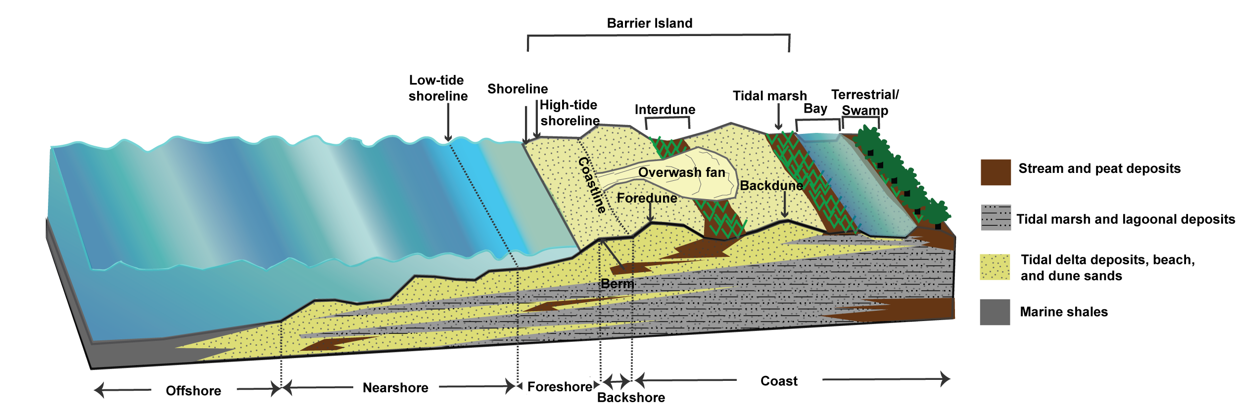 Coastal sedimentary environments and facies from offshore to beach and back bay.