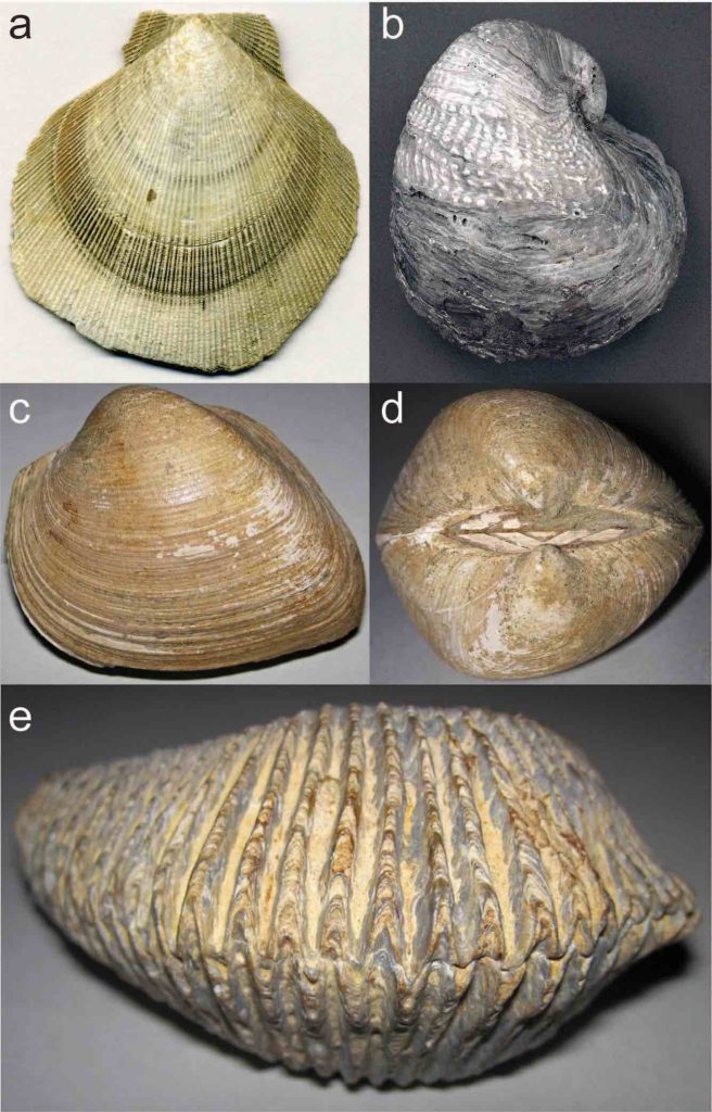 Chapter 7: Fossils – The Story Of Earth: An Observational Guide