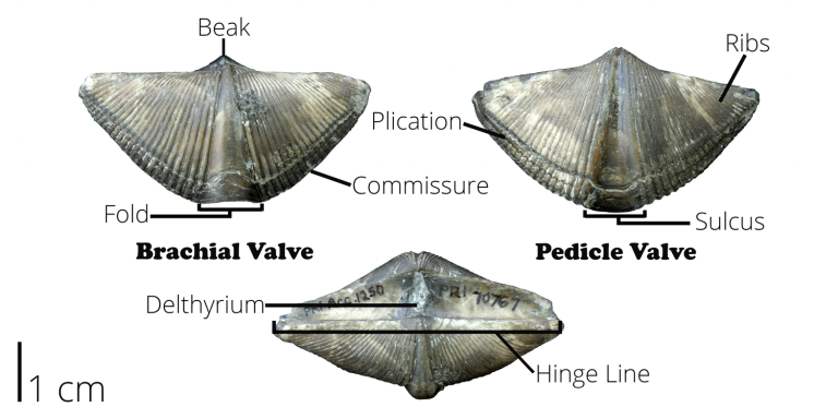 Chapter 7: Fossils – The Story Of Earth: An Observational Guide