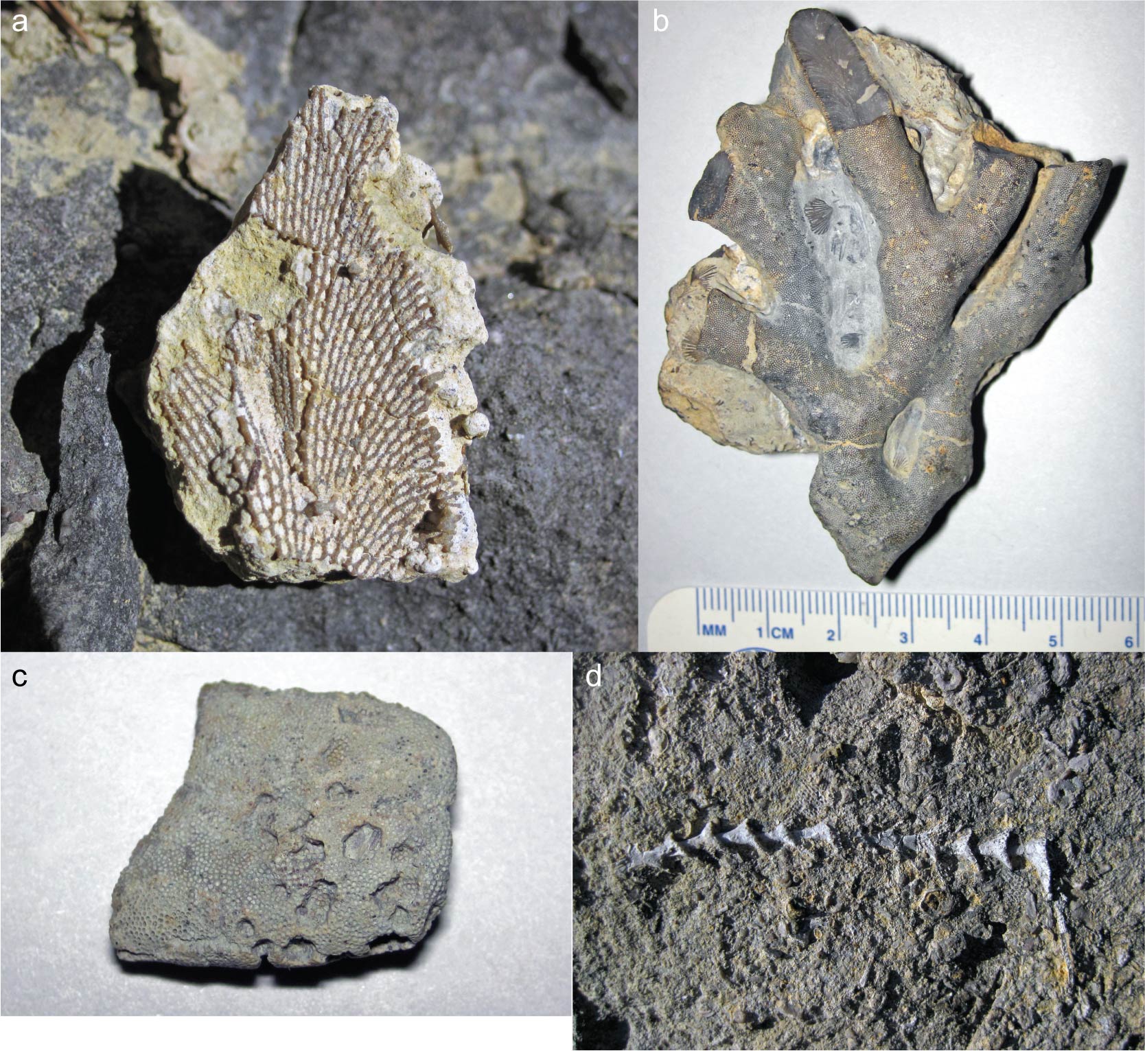 Branching Bryozoan Fossil