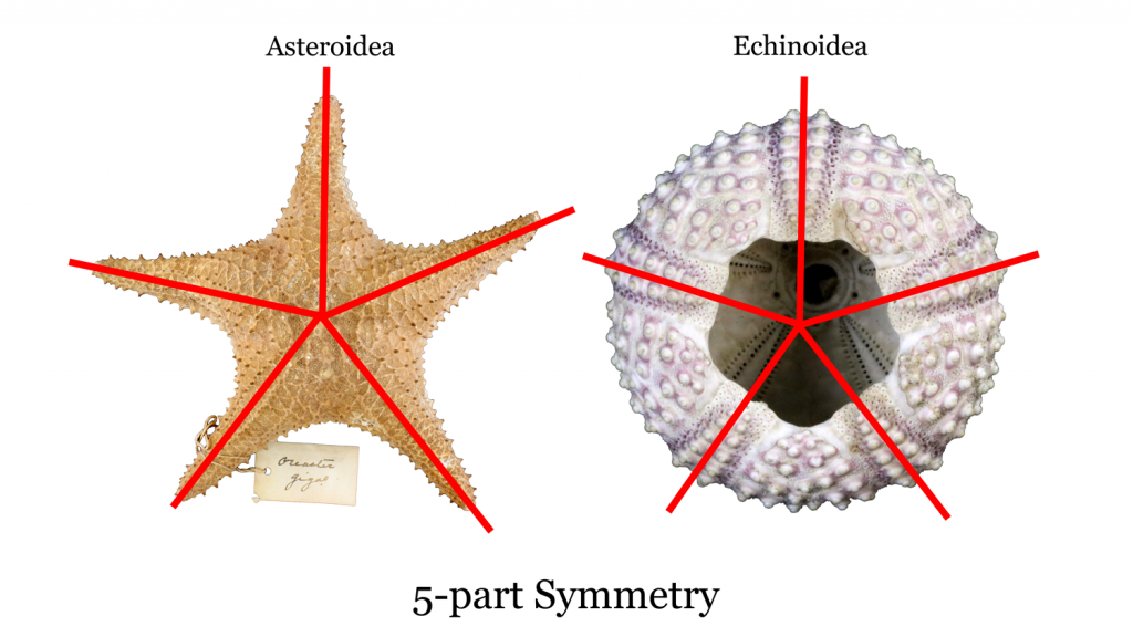 Chapter 7: Fossils – The Story of Earth: An Observational Guide