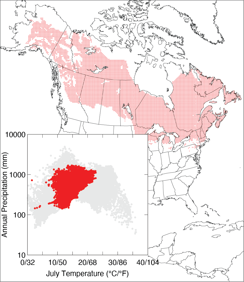 Black spruce trees are mainly found in northern North America and prefer cooler temperatures and a wide range of precipitation.