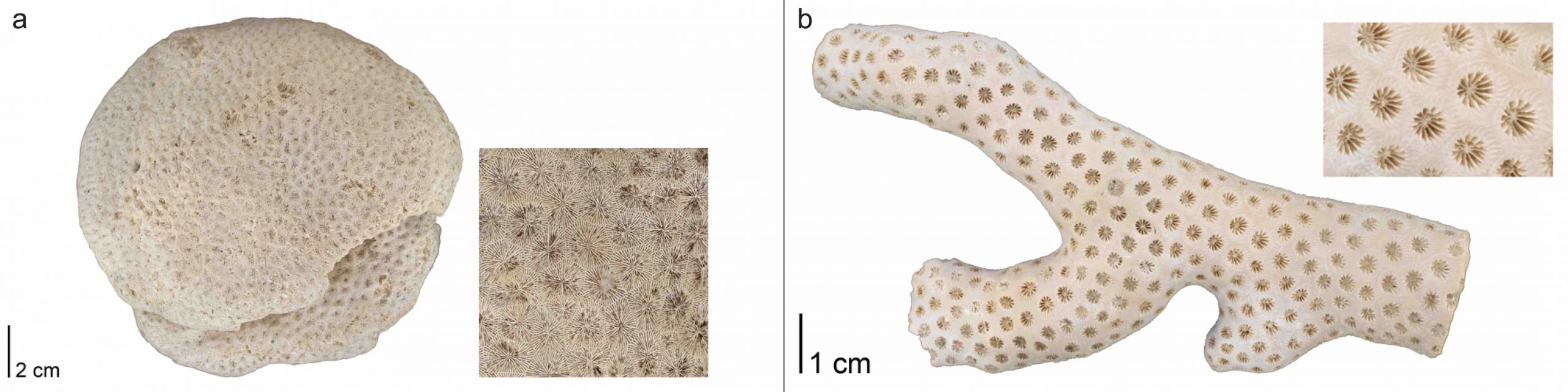 Fossil coral specimen