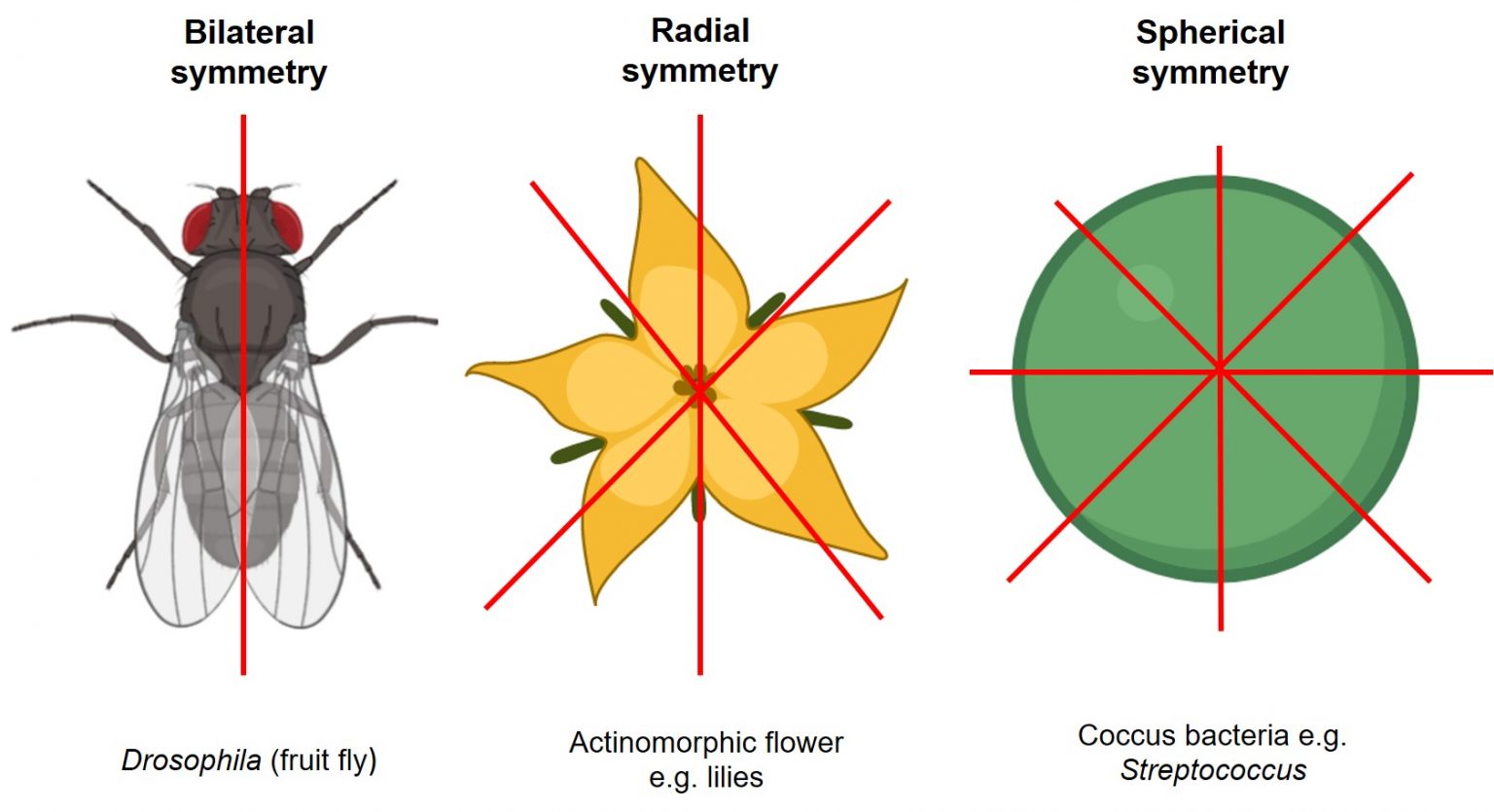 chapter-7-fossils-the-story-of-earth-an-observational-guide