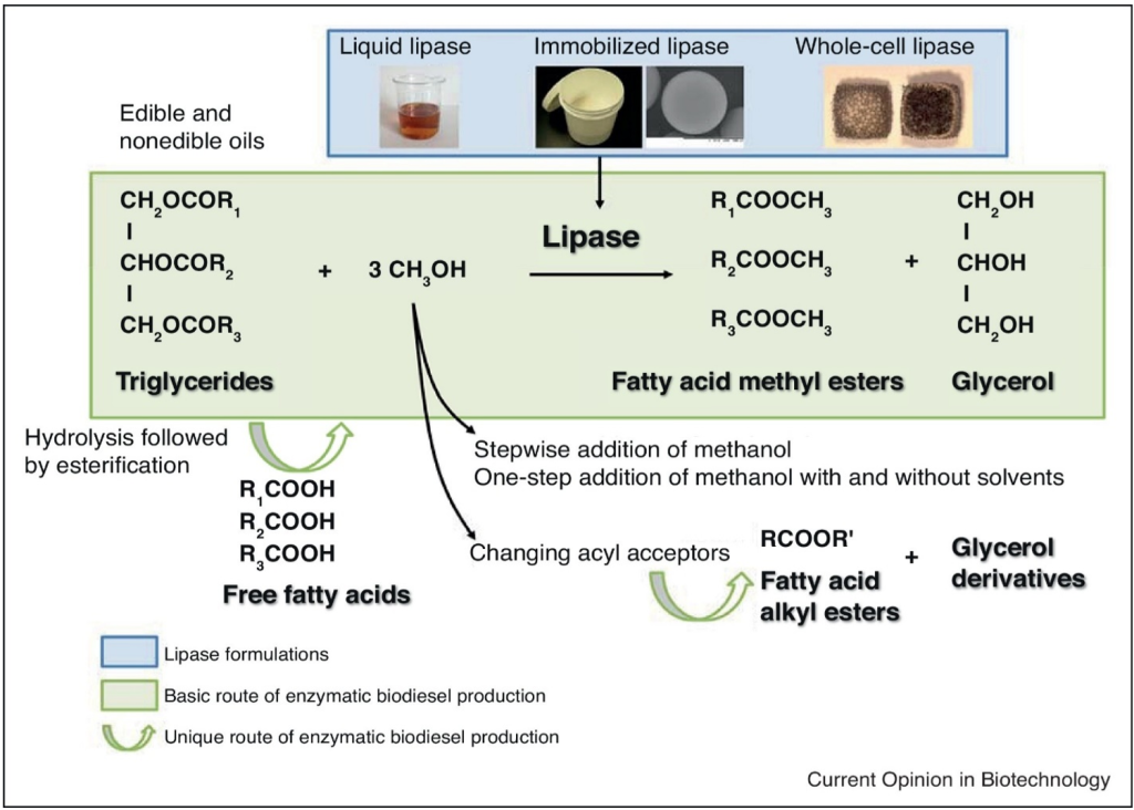 An overview diagram of biodiesel production routes showing both one-step and two-step processes using different lipase types. The diagram illustrates options including liquid lipases, immobilized lipases, and whole-cell biocatalysts for converting various oil feedstocks into biodiesel. It demonstrates the flexibility of enzymatic approaches in biodiesel manufacturing and the different process configurations available depending on feedstock characteristics and production requirements.
