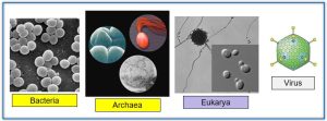 Four pictures of different microbes. First is bacteria, second is archaea, third is eukarya and fourth is virus
