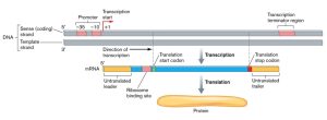 Three figures showing prokaryotic genes structure. The top figure is the double stranded DNA showing a promoter region initiation of transcription and a terminator, The second figure shows an mRNA which contains the protein coding region and, a trailing region of non-coding DNA, and the bottom figure is the protein product after translation that adds stability to the nascent RNA molecule.