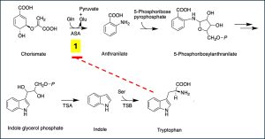 Diagram showing the post-translational regulation of the trp operon by negative feedback.  Here, the end product of the biosynthetic pathway, tryptophan, binds to the first (rate limiting) enzyme, anthranilate synthase (subunits encoded by trpE and trpD), in the tryptophan pathway and inhibits the activity of the enzyme, thus reducing further synthesis of tryptophan when it’s already in excess.