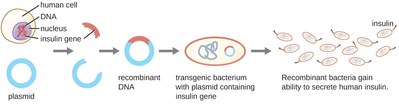 A diagram explaining recombinant DNA technology. The insulin gene is isolated from the DNA in the nucleus of a human cell. This gene is then inserted into a plasmid (a circular piece of DNA). The result is a recombinant plasmid which gets inserted into a bacterial cell. The resulting transgenic bacterium is a bacterial cell with a plasmid containing the insulin gene. The recombinant bacteria divide and produce the protein coded for by the inserted gene. In this example the bacteria are producing and secreting insulin. The result is insulin in solution.