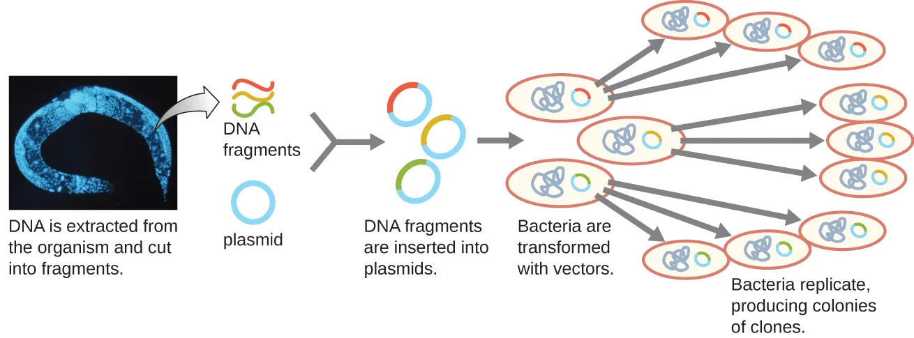 A diagram showing the generation of a genomic library. The diagram begins with DNA being extracted from the organism (in this case a worm) and cut into fragments. Separate DNA fragments are then each inserted into a different plasmid. This produces many recombinant DNA each with a different insert from the genome. Bacteria are then transformed with these vectors. Each bacterium replicates producing colonies of clones each containing a single DNA fragment from the original organism.