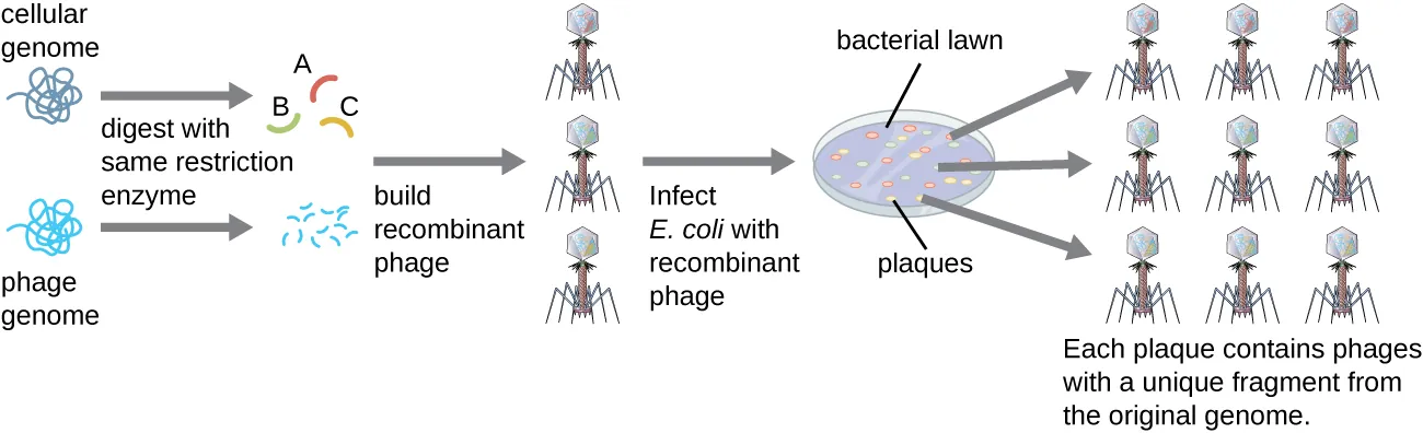 A diagram showing the production of a phage library. The cellular genome and phage DNA are digested with the same restriction enzyme. The cellular DNA fragments are built into recombinant phage particles (each particle contains a different fragment of cellular DNA). E. coli is then infected with the recombinant phages. Each plaque in the bacterial lawn contains phages with a unique fragment from the original genome.