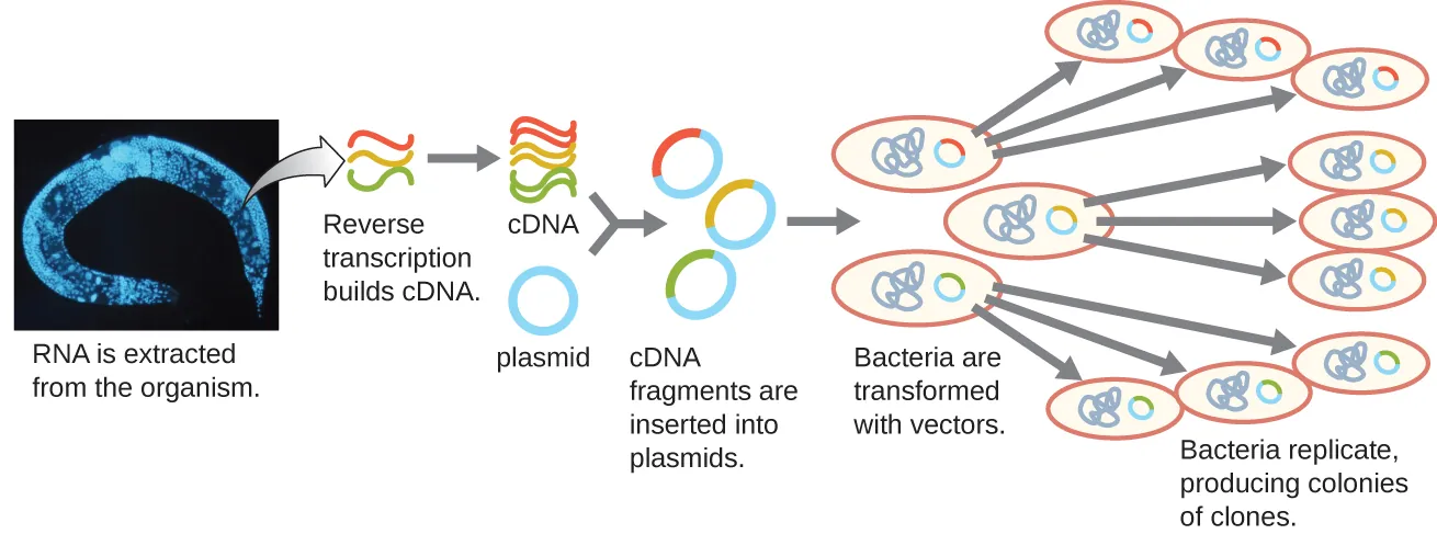 A diagram showing the construction of a cDNA library. The diagram begins with mRNA being extracted from the organism (in this case a worm). Reverse transcription is then used to convert the mRNA into cDNA. The cDNA fragments are then each inserted into a plasmid. This produces many recombinant DNA fragments each with a different insert from the genome. Bacteria are then transformed with these recombinant DNAs. Each bacterium replicates producing colonies of clones each containing a single cDNA fragment from the original organism.