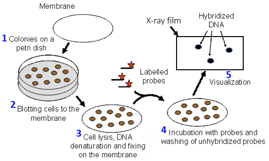 A diagram showing how colony blotting is used to screen a DNA library for transformed colonies that carry a gene one is interested in. E. coli cells containing the DNA library are plated on selective media and form colonies. A membrane is laid on top of the colonies and cells get transferred to the membrane. Cells on the membrane are then lysed by soaking the membrane in a solution containing sodium hydroxide and SDS, thus releasing the denatured single-stranded DNA. The DNA is fixed to the membrane by exposure to UV light. A labelled probe whose sequence is complementary to the target gene, is allowed to hybridize to the DNA on the membrane. The hybridized spots are visualized by exposing an X-ray film to the membrane.
