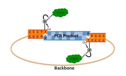 The image shows TA cloning that uses the enzyme topoisomerase conjugated to T overhangs on the cut plasmid. An insert generated by PCR using Taq polymerase have A overhangs which are complementary to the T overhangs on the plasmid ends. The topoisomerase will catalyze ligation of the plasmid and insert ends.