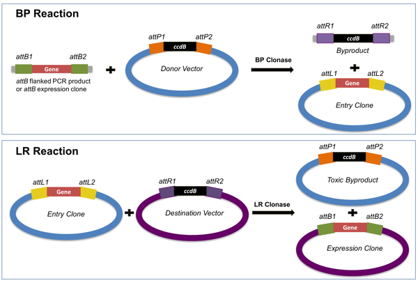 The upper image shows the BP reaction where a gene flanked by attB sequences are mixed with a donor vector which carries a lethal gene, ccdB, flanked by attP sequences. In the presence of BP clonase, the attB sequences recombine with the attP sequences in the donor vector and the ccdB gene is replaced by the gene of interest. The resulting recombinant plasmid carrying the inserted gene of interest is now referred to as entry clone. In the lower image, the entry clone is mixed with a destination vector and LR clonase catalyzes recombination among the att sequences such that the GOI replaces the ccdB in the destination vector. The resulting recombinant molecule is referred to as an expression clone because it is ready for use for protein expression in a desired organism.
