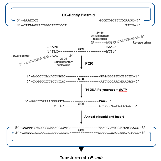 This diagram shows ligation-independent cloning which uses exonuclease. The plasmid has 3’ overhangs prepared by digesting with T4 DNA polymerase in the presence of excess dTTP. The insert is prepared by PCR with primers whose 5’ ends would be complementary to the plasmid overhangs and the 3 ends complementary to the GOI sequences. 5’ overhangs are produced from the PCR product by the 3’ to 5’ exonuclease activity of T4 DNA polymerase in the presence of excess dATP. The plasmid and GOI overhangs are allowed to anneal and transformed into E. coli where phosphodiester bonds form in the nicked strands.