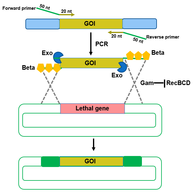 The diagram shows recombineering that makes use of the lambda bacteriophage red system. The gene of interest is amplified by PCR using primers with 3’ ends complementary to the gene of interest and 5’ ends based on the sequence in the cloning vector where the PCR product will be designed to recombine. The PCR product is electroporated in E, coli which carries the genes for exo, beta and gam. Exo has 5’ to 3’ exonuclease activity leading to the production of 3 ‘ overhangs on the PCR product. Beta binds to and protects the exposed 3’ overhangs and these overhangs will recombine with the plasmid sequences. Upon recombination, the lethal gene will get replaced with the gene of interest.