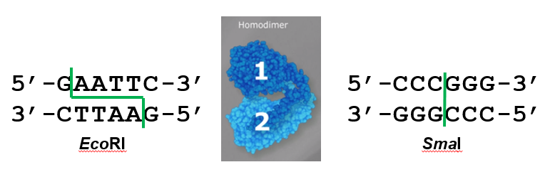 Diagram showing DNA sequences that are recognized and cut by two types of restriction enzymes. In the first sequence, the DNA is cut to produce short single stranded pieces (or overhang) of DNA at the cut site. In this example, each subunit of the homodimer enzyme EcoRI cuts the sequence GAATTC between G and A in both upper and lower strands. After cutting, both strands have single stranded AATT overhangs. In blunt end cutting, there are no single stranded ends or overhangs produced. In this example the enzyme, SmaI, cuts CCCGGG between the G and the C.