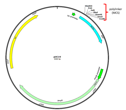 In the diagram, the pUC19 plasmid is 2686 bp long and is circular. There are a number of arrows of various lengths moving clockwise or counterclockwise around the circle. The circle has the number 1 at the very top and at about position 225 (moving clockwise from 1) is a polylinker site that contains the following restriction enzyme sites: HindIII, PstI, SaII, XbaI, BamHI, SmaI, EcoRI. At the beginning of the polylinker site is lacZ gene. At position 2500 and moving counterclockwise is the ampicillin resistance gene, AmpR.