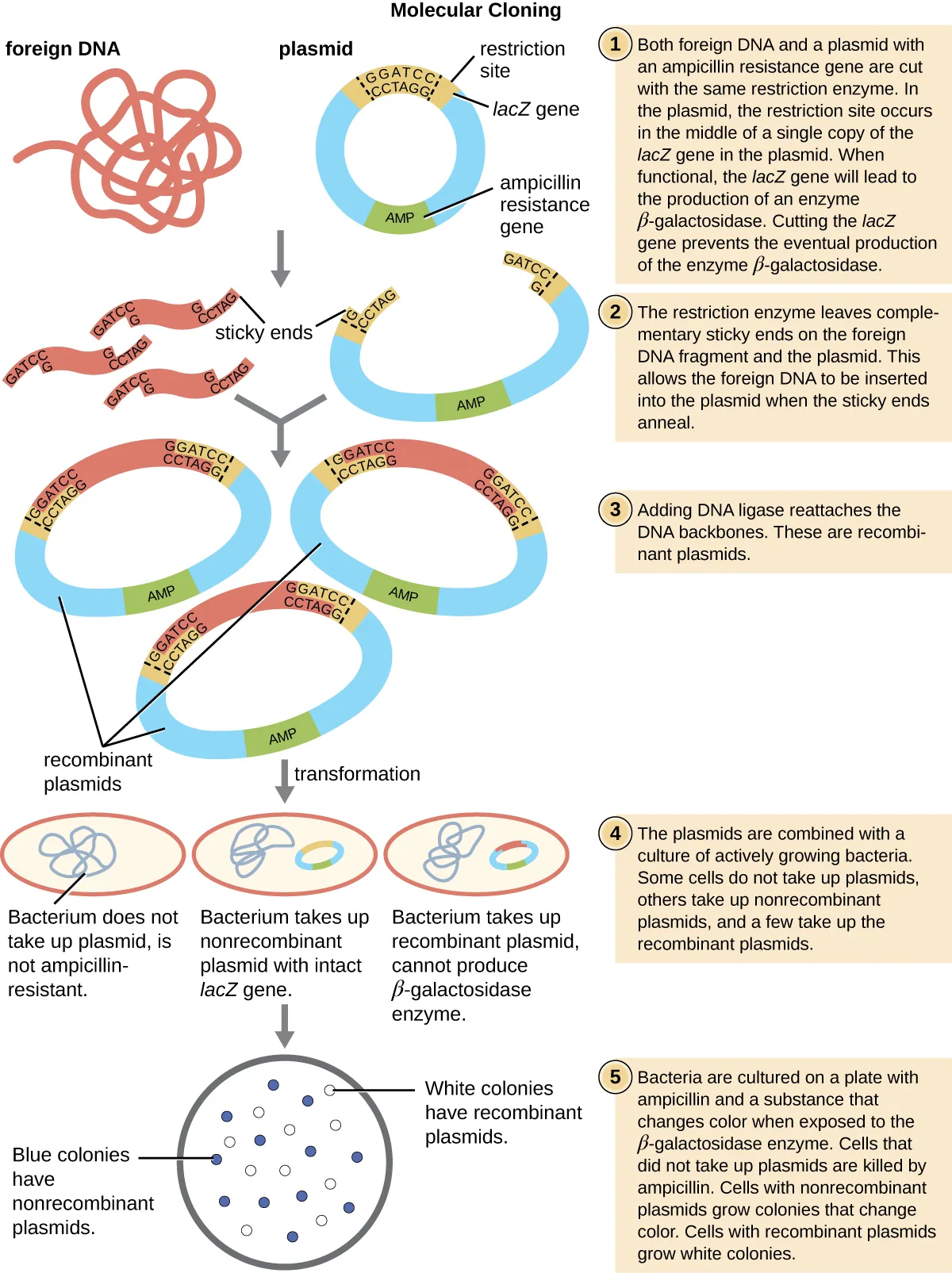 A diagram explaining molecular cloning. Both foreign DNA and plasmid are cut with the same restriction enzyme. The restriction site occurs only once in the plasmid in the middle of a gene that codes for the enzyme, LacZ. The plasmid also contains an ampicillin resistance gene. The restriction enzyme leaves complementary sticky ends on the foreign DNA fragment and the plasmid. This allows the foreign DNA to be inserted into the plasmid when the sticky ends anneal. Adding DNA ligase reattaches the DNA backbones. These are recombinant plasmids. During the process of transformation, the plasmids are taken up by cultures of living bacteria. Many of the bacteria do not take any plasmids into their cells. Many take plasmids that do not have the foreign DNA in them and a few take up the recombinant plasmid. The bacteria that take up the recombinant plasmid cannot make the enzyme from the lacZ gene that the fragment inserted into. They also carry a gene for resistance to ampicillin. To find the bacteria with the recombinant plasmid, the bacteria are grown on a plate with ampicillin and a substance that changes color when exposed to the LacZ enzyme. The ampicillin will kill any bacteria that did not take up a plasmid. The color of the substance will remain white when the gene for lacZ contains the foreign DNA insert. These are the bacteria with the recombinant plasmid that we want to grow.