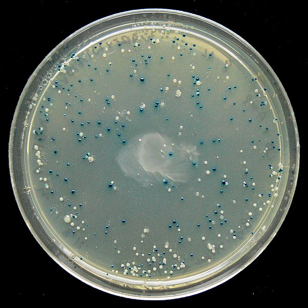 A diagram showing blue-white screening of colonies transformed with the plasmid pUC19 and plated on media with ampicillin and the b-galactosidase substrate, X-Gal. Blue colonies carry non-recombinant pUC19 with no DNA fragment inserted and lacZ gene remains intact and the functional b-galactosidase hydrolyzes X-Gal to a blue derivative. White colonies carry pUC19 with DNA fragment inserted within lacZ thus interrupting b-galactosidase function and X-Gal remains unhydrolyzed.