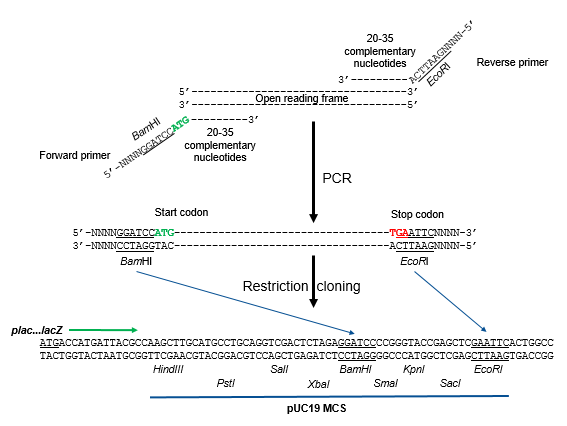 Image shows addition of restriction enzyme cut sites by PCR and directional cloning by using two different enzymes. The open reading frame or gene of interest is amplified by PCR using forward and reverse primers where the sequences in their 5’ ends will introduce two different restriction enzyme cut sites for directional cloning in the polylinker of a plasmid (pUC19 in this example). Sequences representing start in green and stop codon in red are also added in the 5’ primer ends. The 3’ portions of the primers are complementary to the gene to be amplified and inserted. The PCR product is either digested simultaneously or sequentially with BamHI and EcoRI, then ligated into similarly digested pUC19. Upon ligation, the start codon is positioned to be closer to, and the same direction as, the lac promoter for successful transcription and translation.