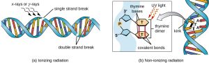 Diagram on left showing ionizing radiation causing formation of single-stranded and double-stranded breaks in the sugar-phosphate backbone of DNA. Picture on right shows nonionizing radiation like ultraviolet light causing formation of covalent bonds to form thymine dimers.