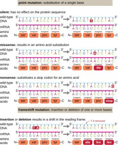 A diagram of a dna sequence showing the different types of point mutations in a protein coding region. A silent mutation does not lead to a change in amino acid sequence. A missense leads to a change from one amino acid into another. A nonsense mutation changes an amino acid specifying triplet codon to a stop codon leading to a shortened protein product. An insertion or deletion will lead to a change in amino acid sequence after the point of insertion or deletion