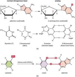 Diagram showing examples of normal nitrogenous bases and their analogs or chemical modifications. Top section (a): Left: Adenine nucleoside structure with labeled ribose sugar and nitrogenous base (highlighted region). Right: 2-aminopurine nucleoside, an analog of adenine, with a highlighted extra amino group. Bottom left: Thymine (T) structure and 5-bromouracil (5BU), a thymine analog. Bottom right: Diagram showing guanine pairing in its normal state and 5-bromouracil pairing with guanine in its rare enol form. Bottom section (b): Left: Cytosine with an amine group (NH₂) labeled. Right: Uracil produced after cytosine is treated with nitrous acid (HNO₂), showing hydrogen bonding with adenine. The figure illustrates how chemical modifications or analogs can mimic or alter normal base-pairing in nucleic acids. ChatGPT was used to generate alttext.