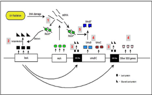 A diagram showing SOS-response in response to DNA lesions in E. coli. Extensive DNA damage leads to ssDNA to which RecA binds to form RecA nucleoprotein. RecA nucleoprotein associates with LexA dimers ( black rectangles) and promotes autoproteolysis of LexA to non-functional subunits (triangles). The autocleaved LexA leaves the SOS boxes to allow transcription of SOS genes which include the UmuDC operon. Upon association with RecA nucleoprotein, UmuD gets autocleaved to UmuD’ which then associates with UmuC and other subunits to form an error-prone DNA polymerase complex.