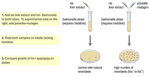 Diagram of the Ames test. 1 – Add rat liver extract and Salmonella to control tube. Add rat liver extract, possible mutagen, and Salmonella to experimental tube. The Salmonella strain in this test is not able to synthesize histidine. 2 – Plate and incubate both samples on agar media lacking histidine. 3 – Compare growth on plates to identify revertants, which suggest mutagen causes mutations. In the image the plate without the possible mutagen can have a few colonies (control with natural revertants). The plate from the sample with the possible mutagen has many more colonies (high number of revertants his- to his+).