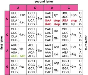 The codon table. On the left is the first letter of the codon (from top to bottom – U, C, A, G). On the top is the second letter (left to right U, C, A, G). On the right is the third letter (in each row, this is designated from top to bottom as U, C, A, G. UUU and UUC are Phe. UUA and UUG are Leu. UCU, UCC, UCA and UCG are Ser. UAU and UAC are Tyr. UAA and UAG are stop. UGU and UGC are Cys. UGA is stop. UGG is Trp. CUU, CUC, CUA, and CUG are Leu. CC, CCC, CCA, and CCG are Pro. CAU and CAC are his. CAA and CAG are Gln. CGU, CGC, CGA, CGG are Arg. AUU, AUC, AUA are Ile, AUG is Met and start. ACU, ACC, ACA, ACG is Thr. AAU AAC, is Asn. AAA, AAG is Lys. AGU, AGC is Ser. AGA, AG is Arg. GUU, GUC, GUA, GUG is Val. GCU, GCC, GCA, GCG, is ala. GAU, GAC is Asp. GAA, GAG is Glu. GGU, GGC, GGA, GGG is Gly.