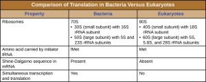 Table titled: Comparison of Translation in Bacteria Versus Eukaryotes. Bacteria have 70s ribosomes made of a 30s (small subunit) with 16SrRNA subunit and a 50S (large subunit) with 5S and 23S rRNA subunits. Eukaryotic ribosomes are 80S with 40s (small subunit) with 18s rRNA subunit and 60S (large subunit) with 5S, 5.8S, and 28S rRNA subunits. The amino acid carried by the initiator tRNA is fMet for bacteria and Met for Eukaryotes. Bacteria have a Shine-Delgarno sequence in their mRNA while Eukaryotes do not. Transcription and translation is simultaneous in bacteria but not in eukaryotes.
