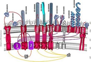 A diagram showing nine secretion systems through which a secreted protein can be translocated across the inner and outer membrane of Gram-negative bacteria.