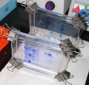 Picture of proteins separated on a gel slab by SDS-PAGE and proteins stained with Coomassie blue dye