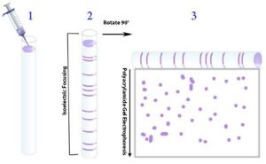 A diagram showing 2-D gel analysis. In the first figure on the left, the mixture of proteins is first applied to a tube or strip.Int the middle picture, isoelectric focusing is performed to separate the proteins by their pI values. In the last picture on the right, the gel containing the proteins separated by their pIs is turned on its side and applied along the top of a polyacrylamide slab for SDS-PAGE to separate on the basis of size.